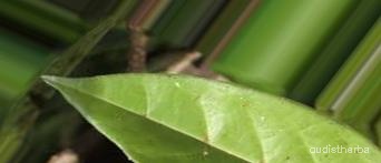 augmented_Alangium lamarckii leaf4_0_4431.jpeg